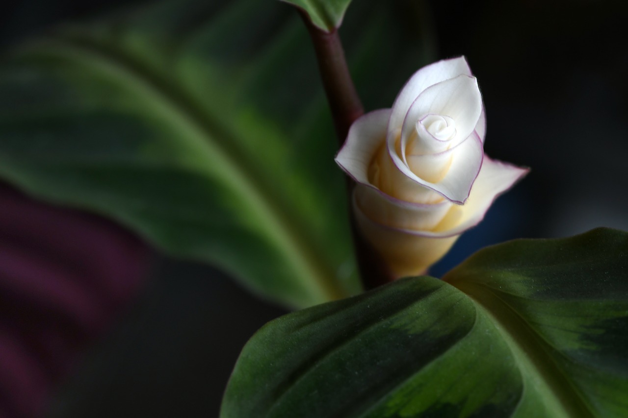 Calathea : Une Superbe plante à avoir chez soi